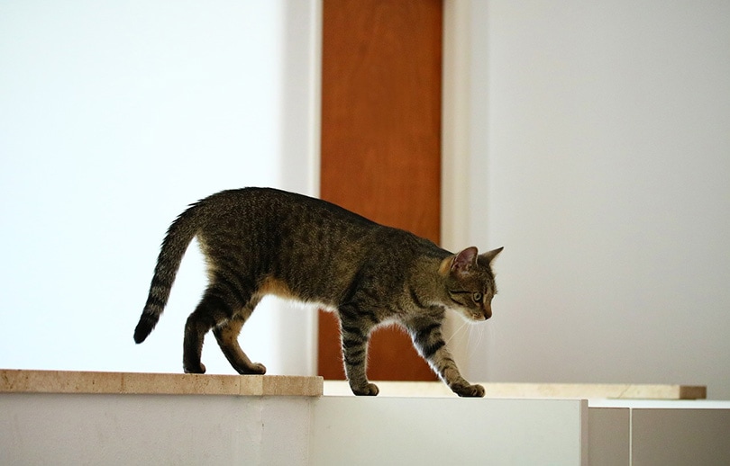domestic tabby cat walking indoor