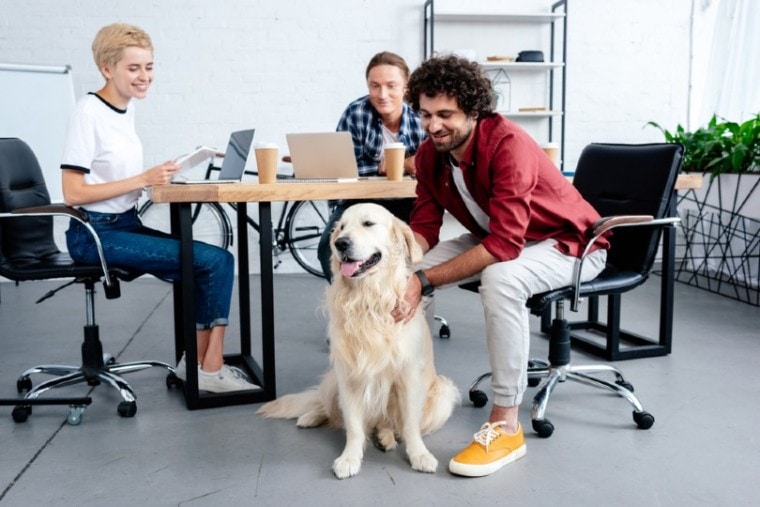 employees having fun with their dog office pet