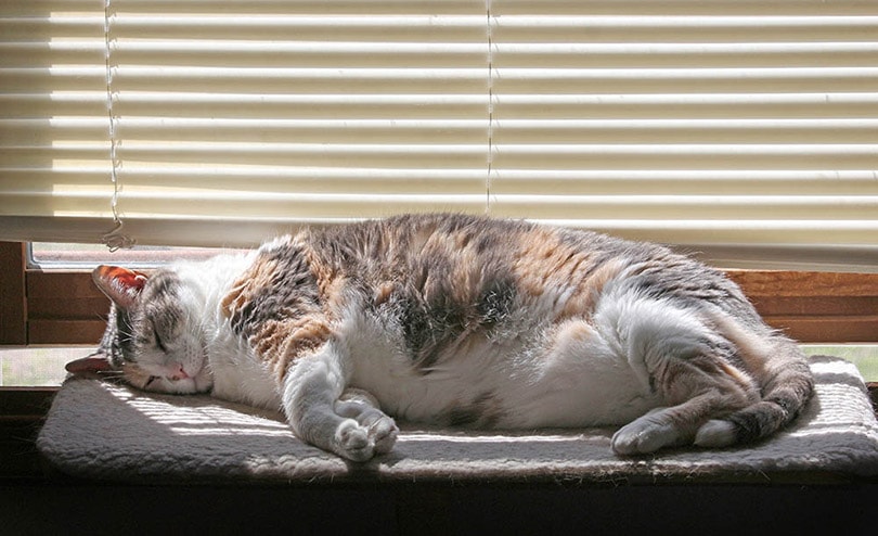 मोटी केलिको बिल्ली खिड़की पर सो रही है
