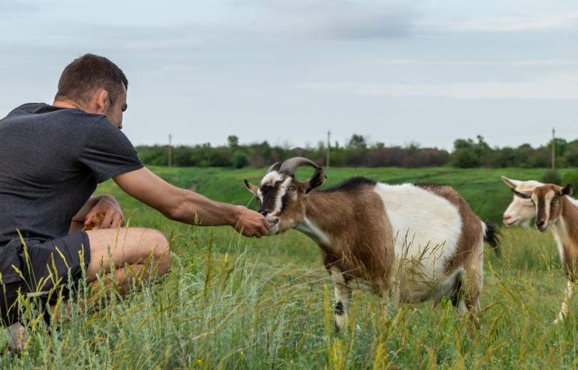 Top Ten Foods You Can Give Goats as Treats | Pet Keen