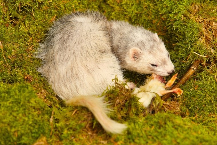 ferret eating a chick