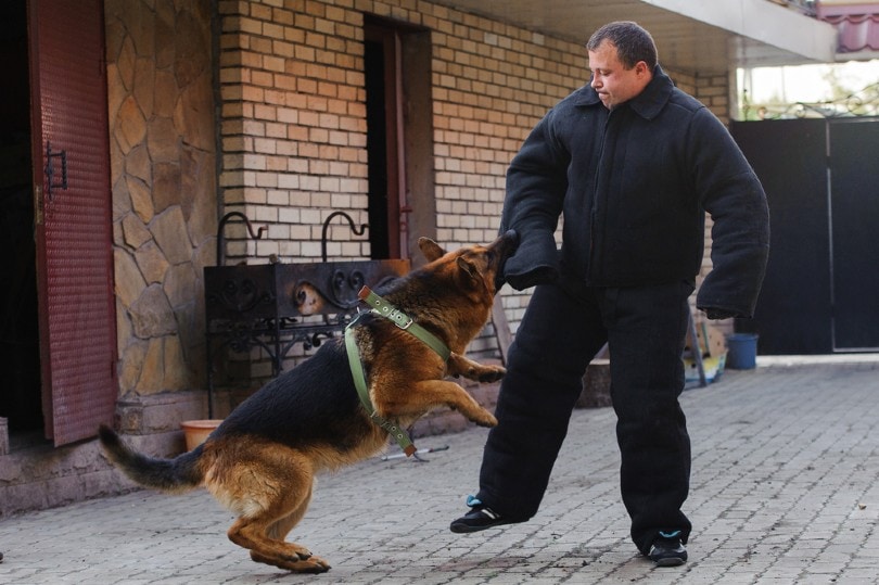 जर्मन शेफर्ड कुत्ता प्रशिक्षण पर काट रहा है