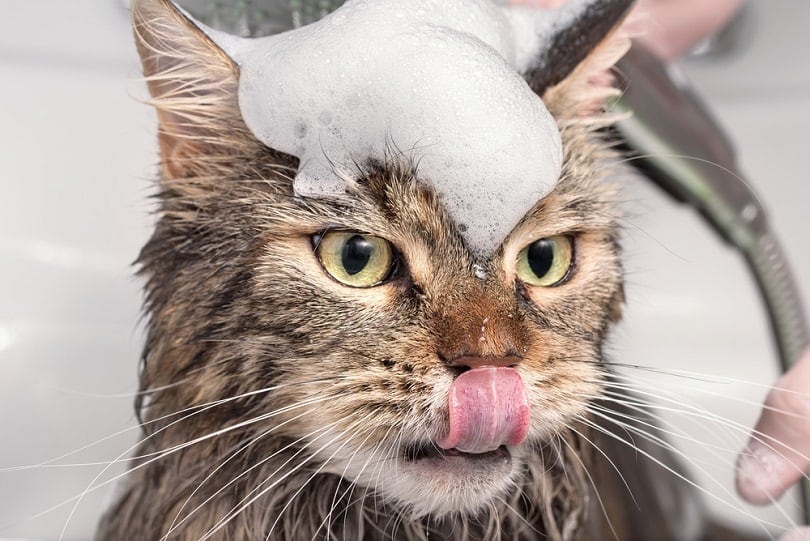 niña lavando un gato