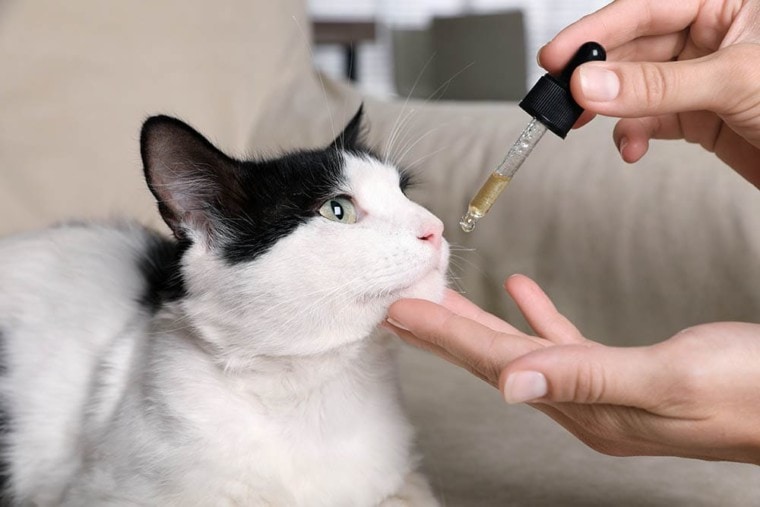 giving cat cbd oil