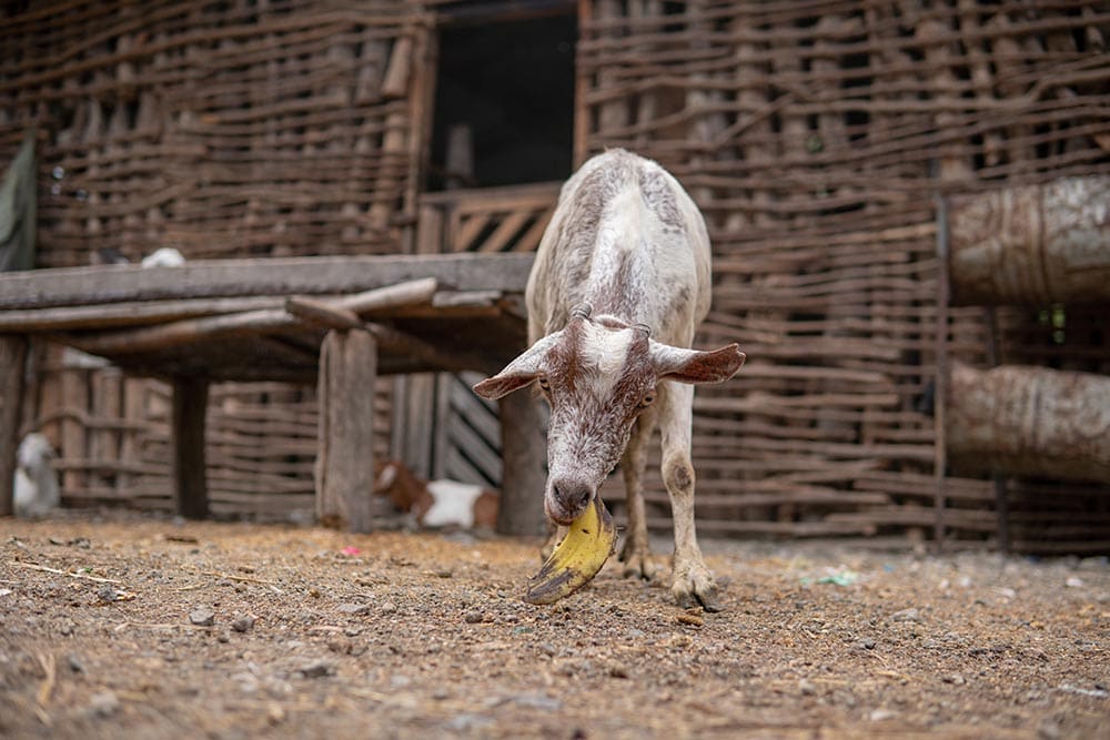 goat eating banana