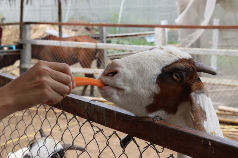 goat eating carrots