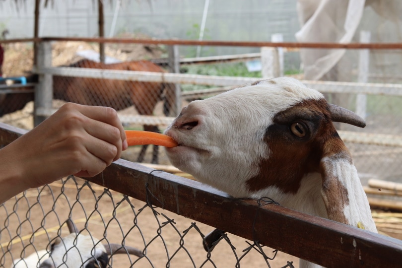 Can Goats Eat Carrots? What You Need to Know! | Pet Keen