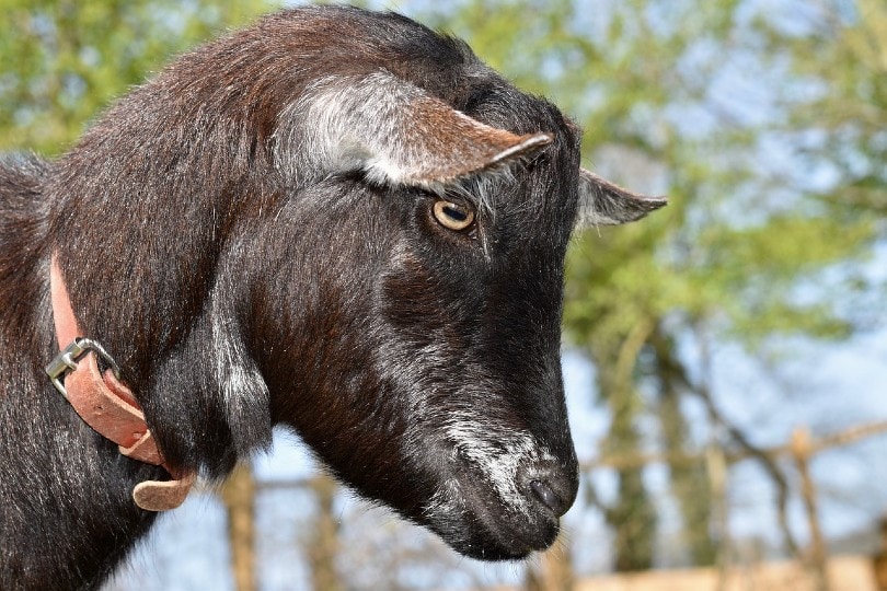 Why Do Goats Have Rectangular Pupils? Here's What Science Says | Pet Keen