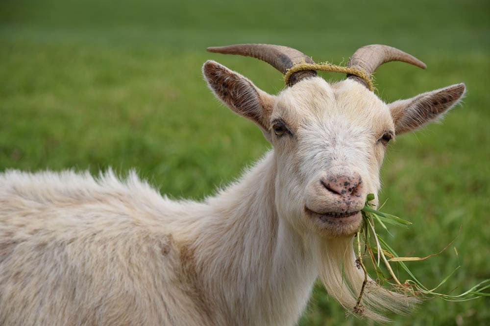 goat munching