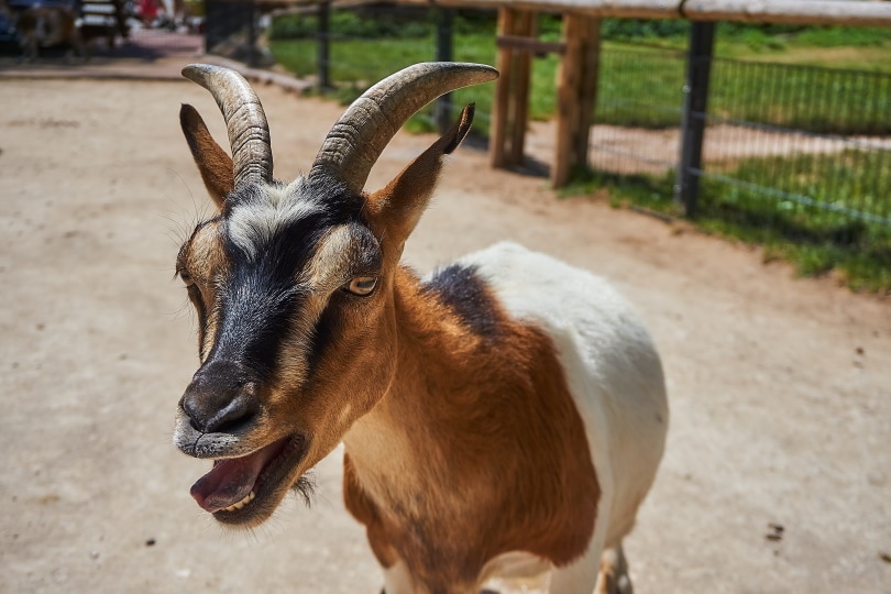 Why Do Goats Scream? 7 Reasons For This Behavior | Pet Keen