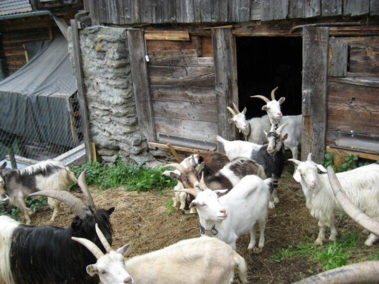 Goats leaving barn shelter