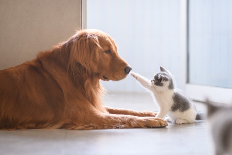 golden retriever and kitten meeting for the first time
