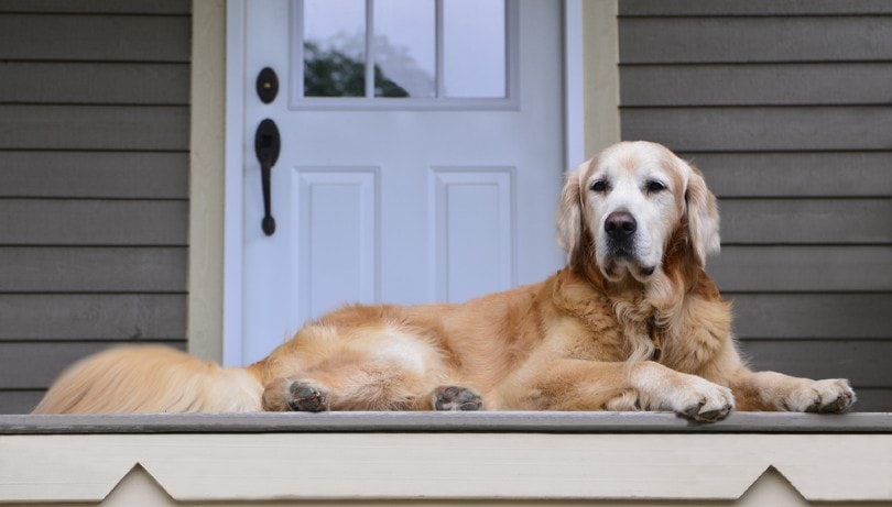 गोल्डन रिट्रीवर कुत्ता अपने मालिक के घर को देख रहा है