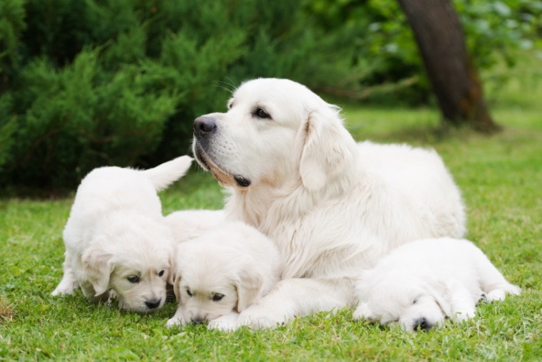 golden retriever dog with puppies