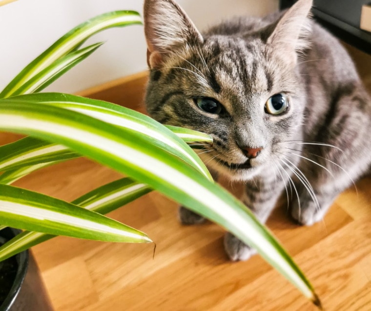 grey tabby cat eating spider plant