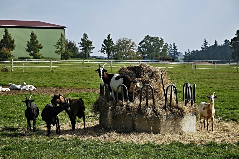 भूसे से घास खाने वाली बकरियों का समूह