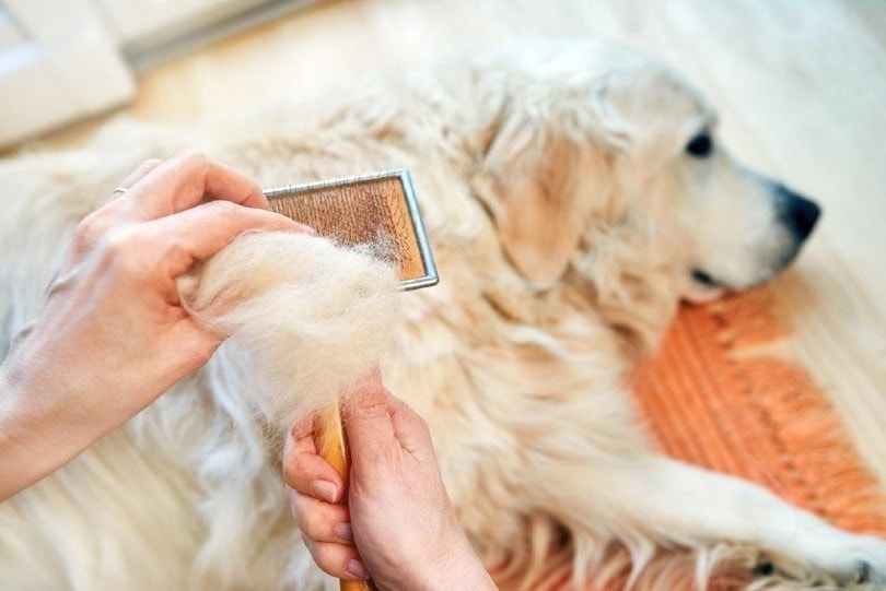 hand holding the brush while getting the dog's hair
