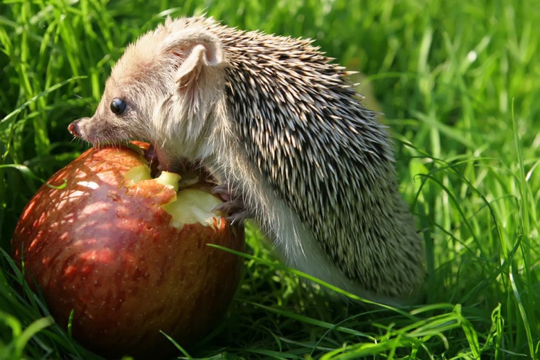 hedgehog eating apple