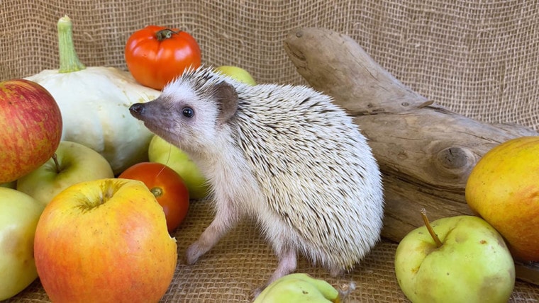 hedgehog surrounded with fruits