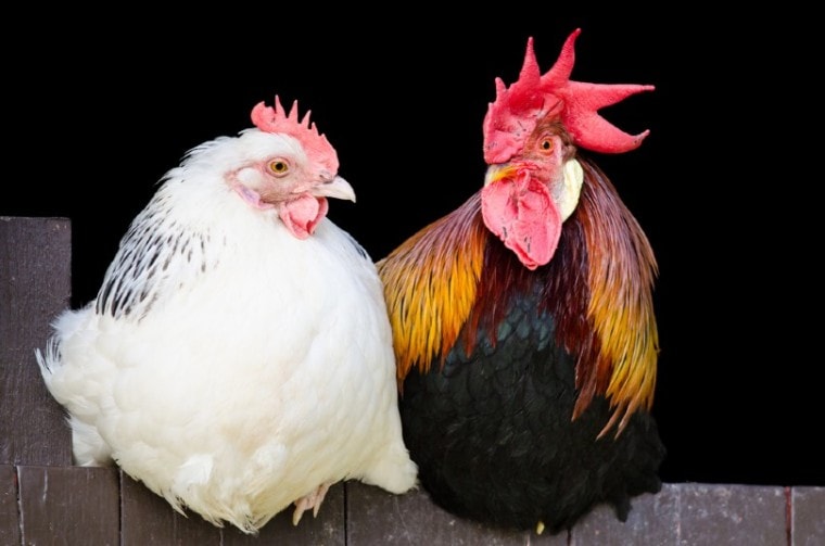 Do Your Hens Need a Rooster to Lay Eggs? What You Need To Know!