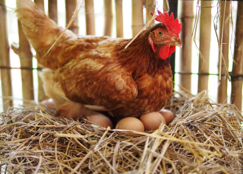 मुर्गी-बिछाने-अंडे