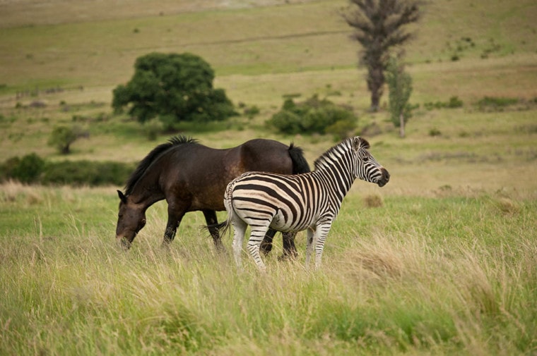 horse and zebra in the fields