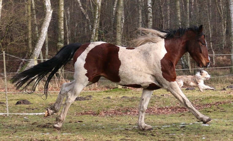horse running in the meadow