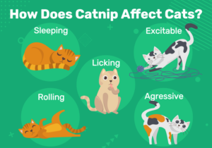 What Is Catnip & How Does It Affect Your Cat? (With Infographic) | Pet Keen