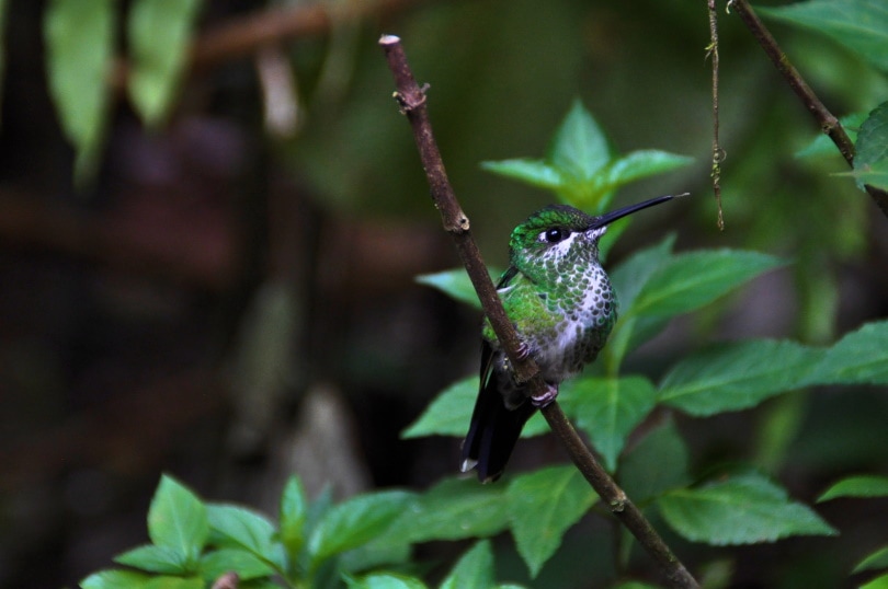 hummingbird perching on tree branch