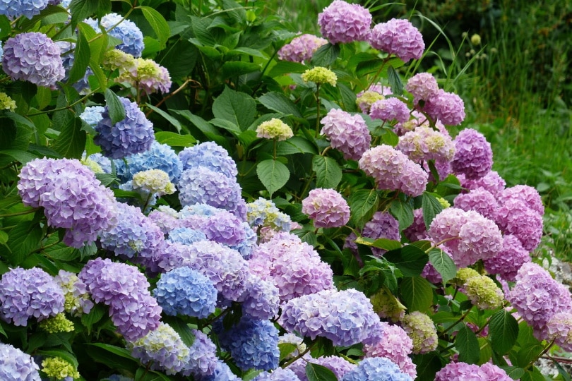 are dried hydrangeas poisonous to cats
