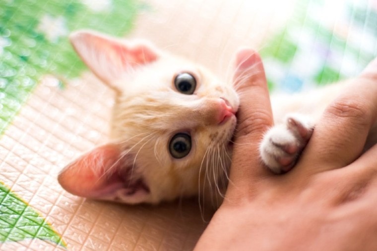 kitten biting its owner
