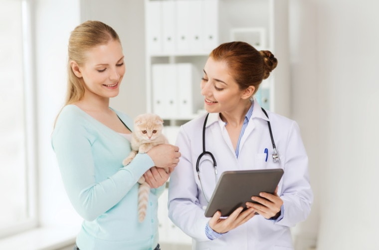 kitten in vet clinic