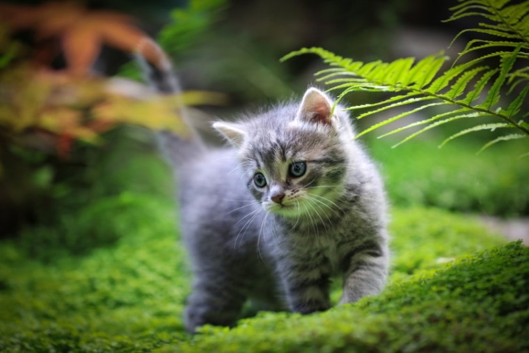 kitten walking near a fern