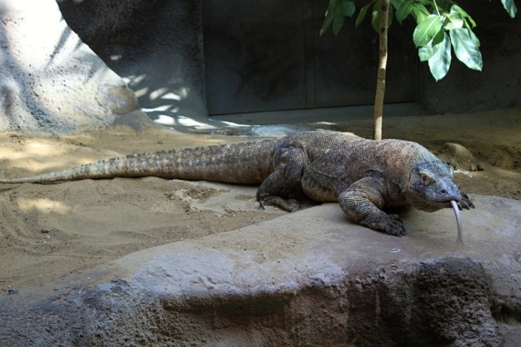 Can Komodo Dragons Be Kept as Pets? What You Need To Know! | Pet Keen