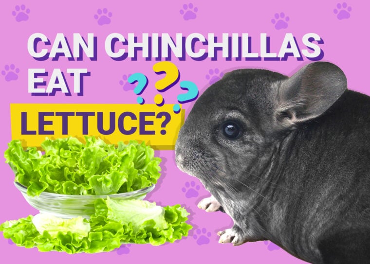 Can Chinchillas Eat Lettuce