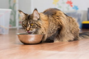 A maine coon cat eating food