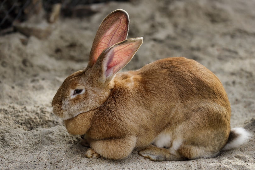 male brown Flemish giant rabbit