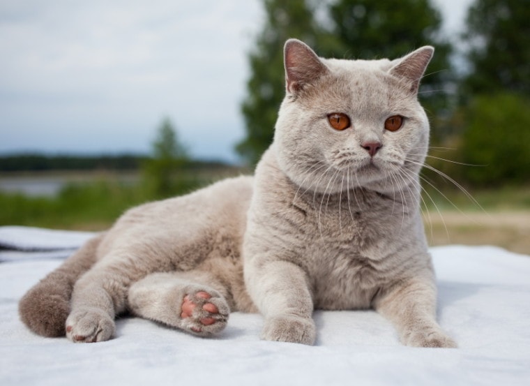male lilac british shorthair cat outdoor