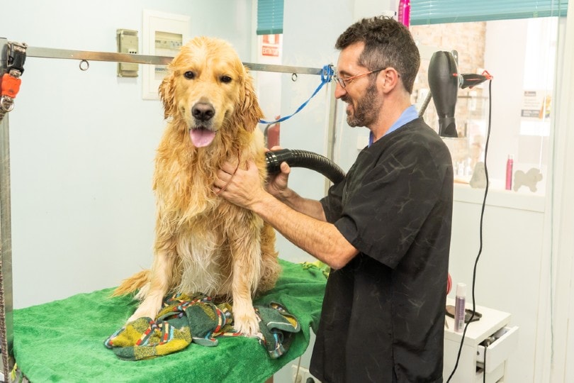 man grooming golden retriever dog