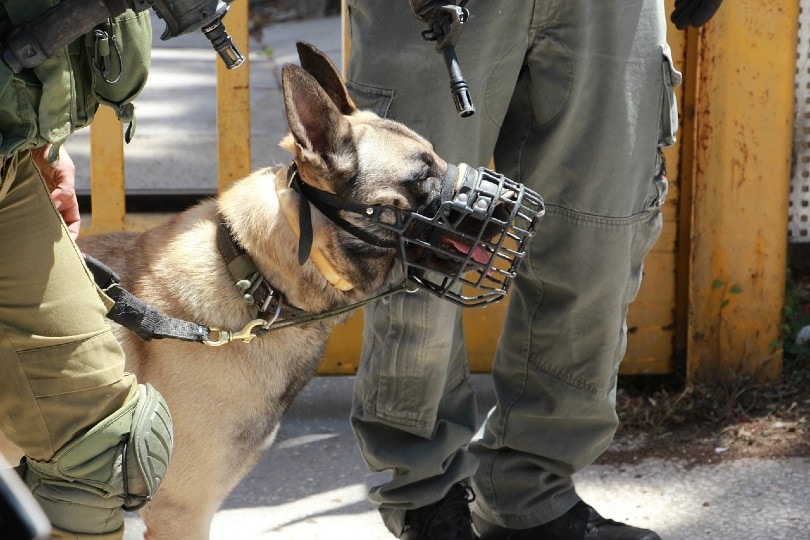 ड्यूटी पर सैन्य कुत्ता