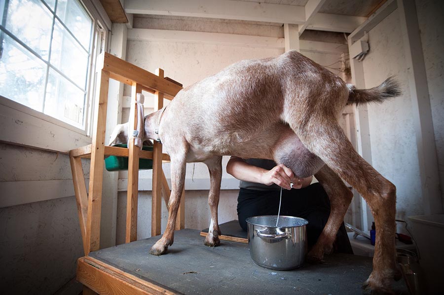 milking goat