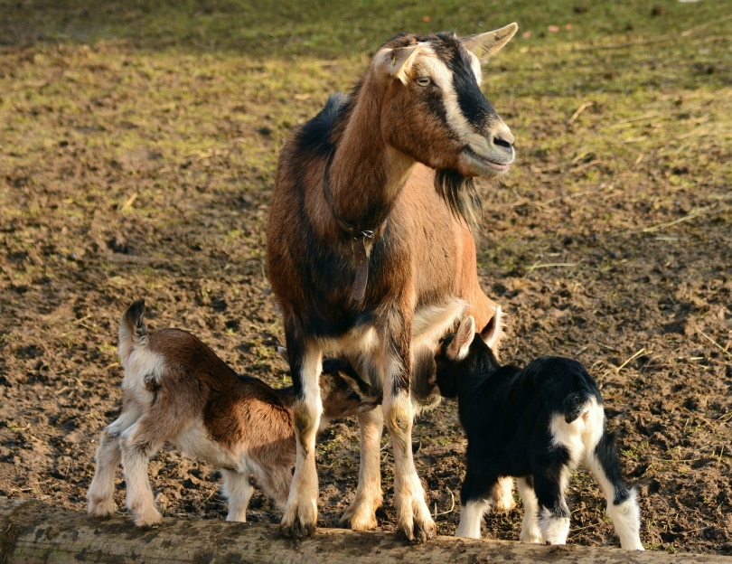 mother goat with two kids_