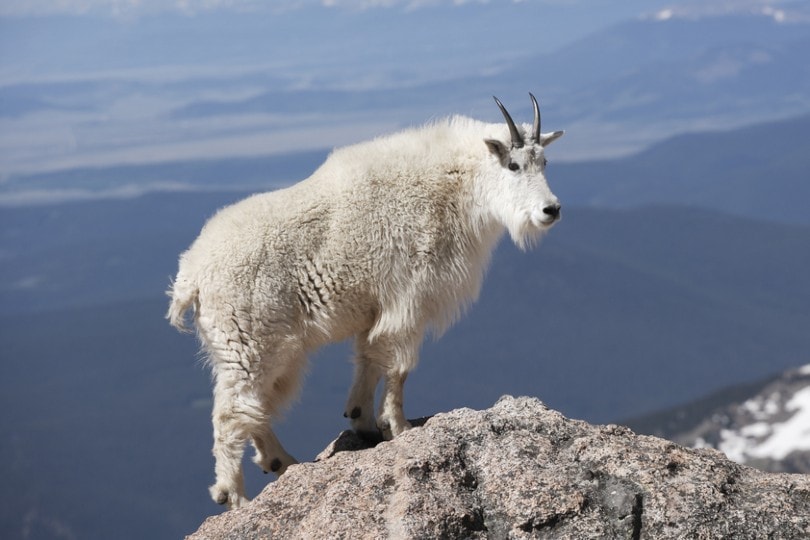 How Do Mountain Goats Not Fall? (Explanation and Facts) | Pet Keen