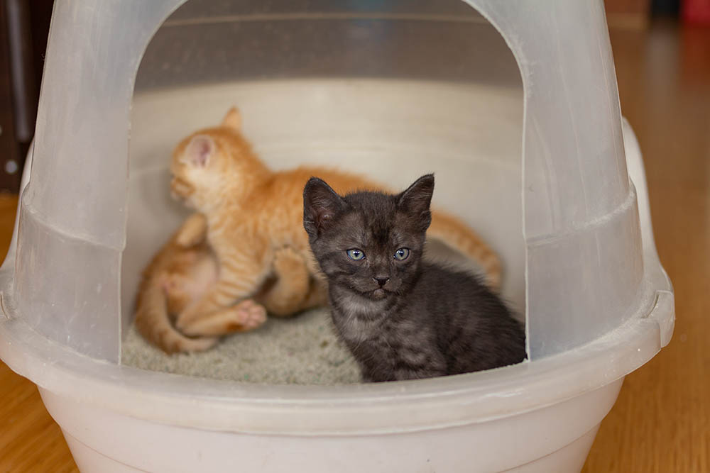 Multiple Kittens In A Hooded Litter Moncayofoto Shutterstock 