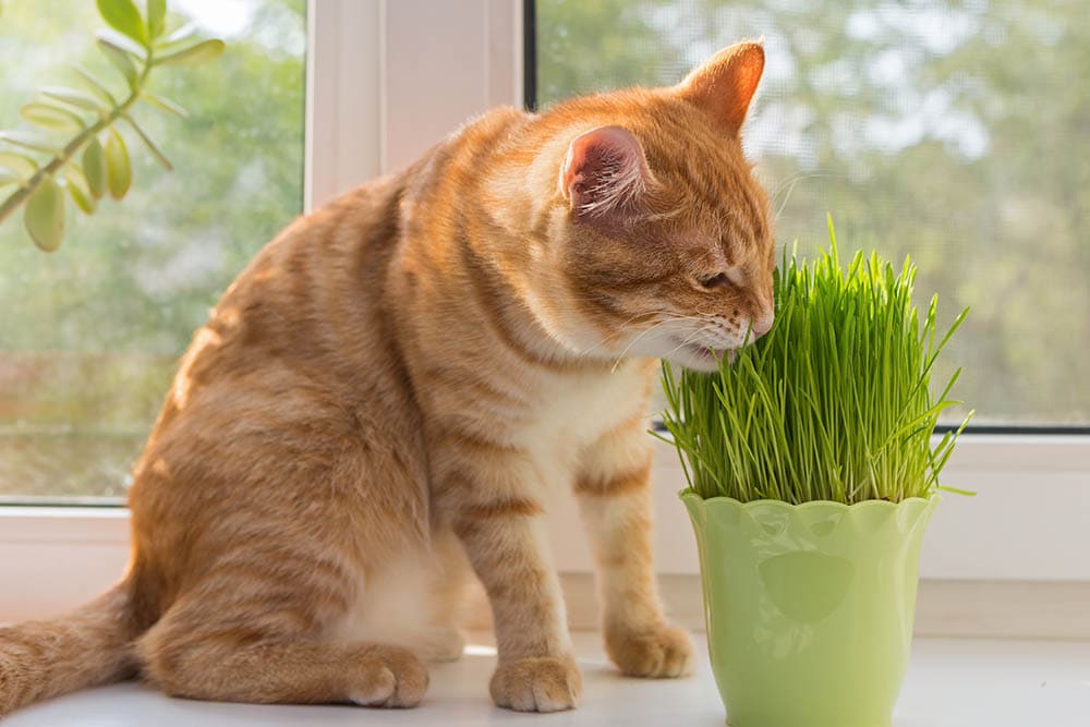 orange cat eating catgrassfrom the vase