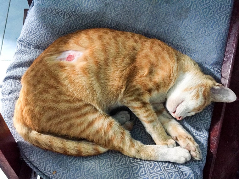 orange cat with hotspot