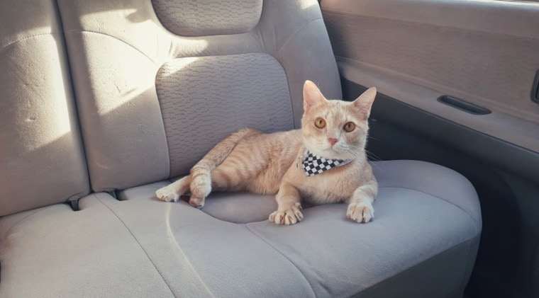 orange tabby cat inside car_