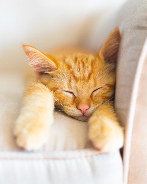 orange tabby cat with M forehead sleeping stretched out paws