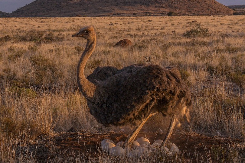 ostrich with her eggs