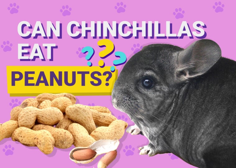 Can Chinchillas Eat Peanuts